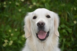 ペットの遠隔ヒーリング　ヒーリングは犬と猫に良く効く
